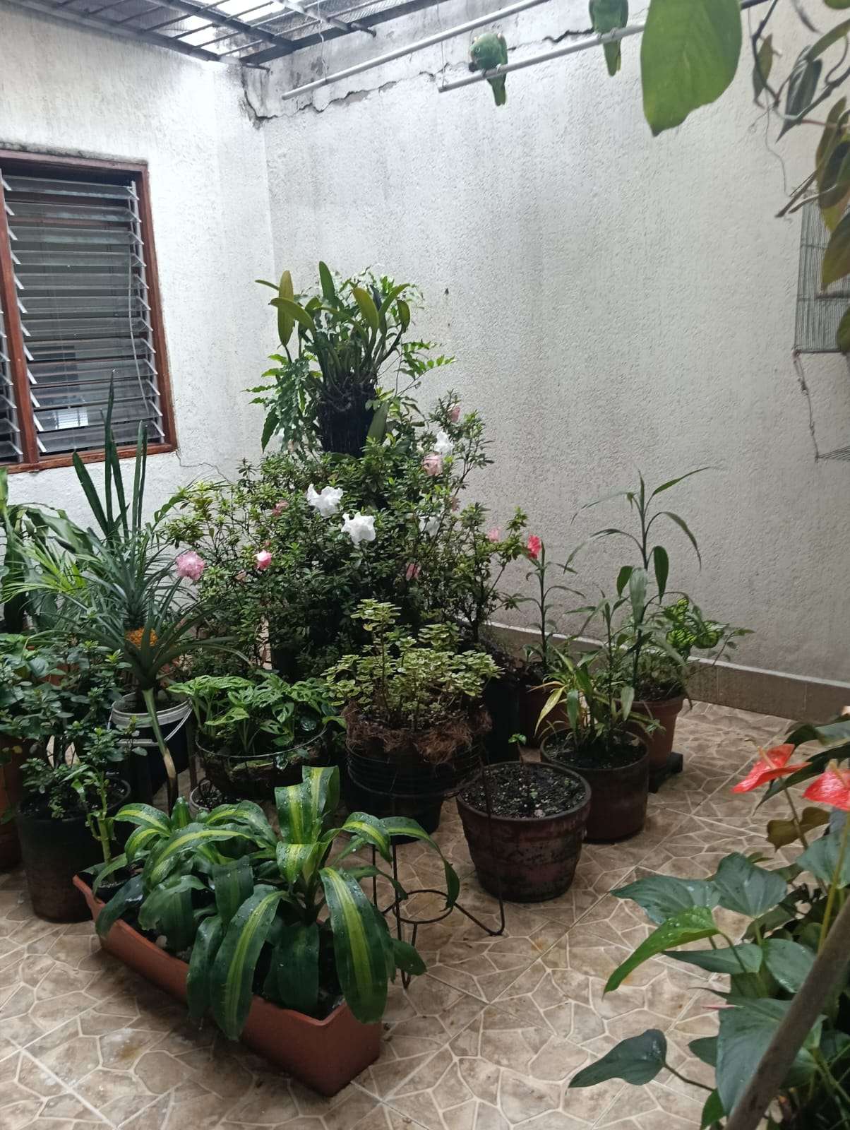 Imagen 9 de la propiedad Casa y Local en venta, Barrio Mesa